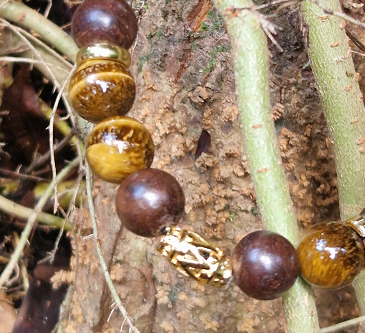 EGYPT WOOD #01